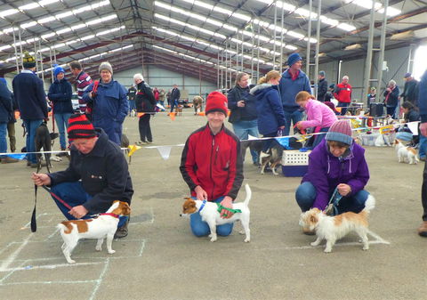 Hamilton Jack Russell Terrier And Hunting Dog Show - Perisher Accommodation 0
