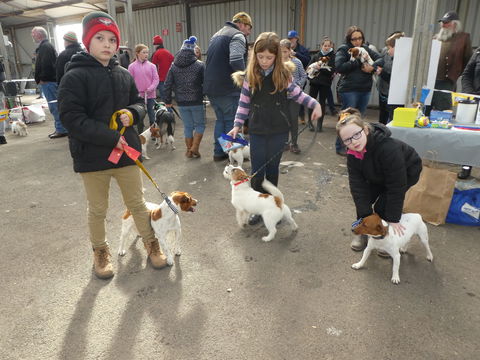 Hamilton Jack Russell Terrier And Hunting Dog Show - Perisher Accommodation 1
