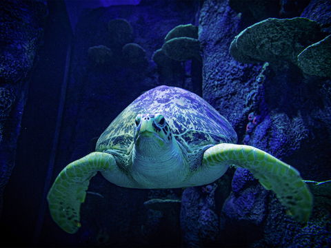 Sydney's Aquarium - Perisher Accommodation 0