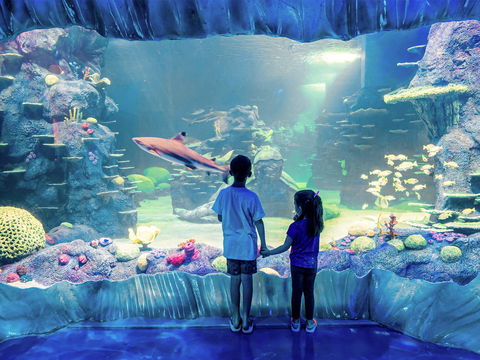 Sydney's Aquarium - Perisher Accommodation 1