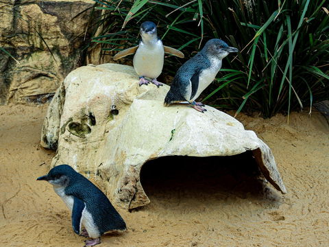 Sydney's Aquarium - Perisher Accommodation 2
