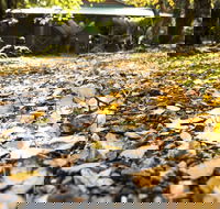 Cradle Forest Inn - Perisher Accommodation