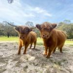  Perisher Accommodation