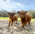 Cockatoo Cottages - Perisher Accommodation