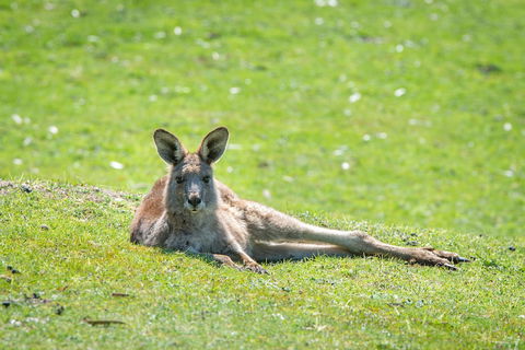 Halls Gap Motel - Perisher Accommodation 5