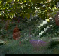 Little Wombat - Perisher Accommodation