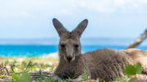 24 Hyam Road Hyams Beach - Perisher Accommodation 2