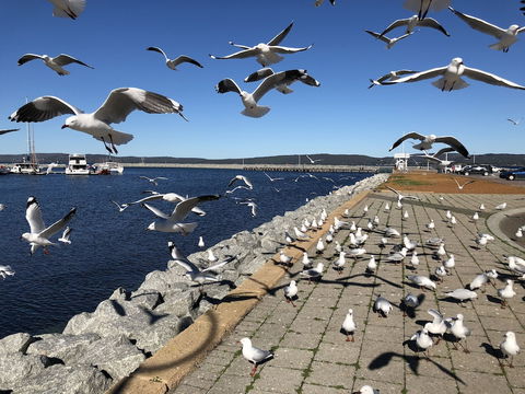 Albany Foreshore Guest House - Perisher Accommodation 4
