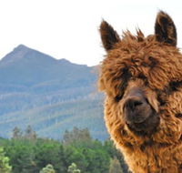 Maydena Mountain Cabins - Perisher Accommodation