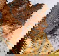 Chicken king - Perisher Accommodation