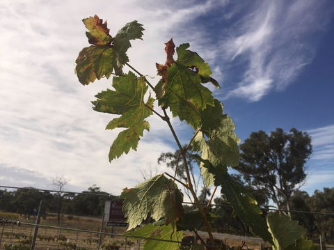 Banca Ridge Cellar Door And Vineyard - Perisher Accommodation 0