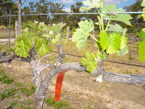 Banca Ridge Cellar Door And Vineyard - Perisher Accommodation 1