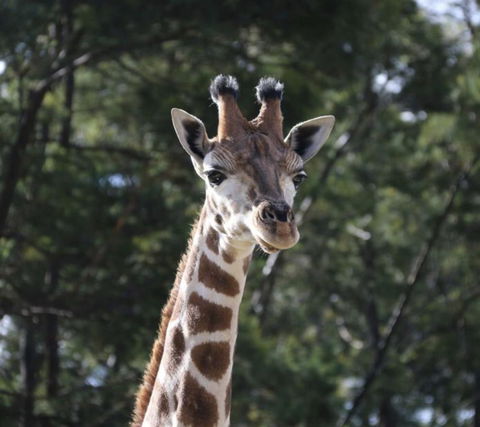 Modern Executive Apt@Barton*1BR*WiFi*Gym*Secure Parking*Canberra - Perisher Accommodation 29