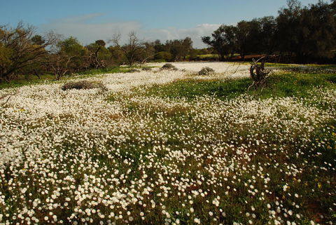 Kalbarri Seafront Villas - Perisher Accommodation 35