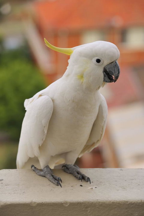 Metro Hotel Miranda - Perisher Accommodation 17