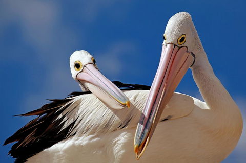 Condo 105 @ Horizons Golf Resort - Salamander Bay NSW - Perisher Accommodation 14