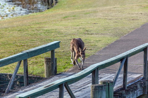 Condo 105 @ Horizons Golf Resort - Salamander Bay NSW - Perisher Accommodation 11