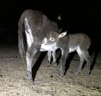 Donkey Tales Farm Cottages - Perisher Accommodation