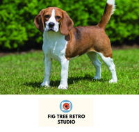 Fig Tree Retro Studio - Perisher Accommodation