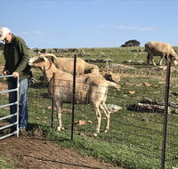 Gilgraves Vineyard Farmstay - Perisher Accommodation