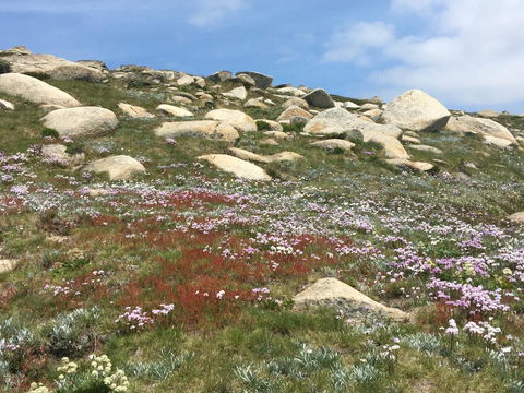 Mitta Mitta - Perisher Accommodation 1