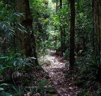 Springbrook Lyrebird Retreat - Perisher Accommodation