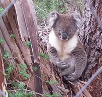 Stringybark Hills Retreat - Perisher Accommodation