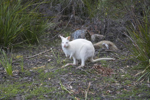 Cloudy Bay Lagoon Estate - Perisher Accommodation 17