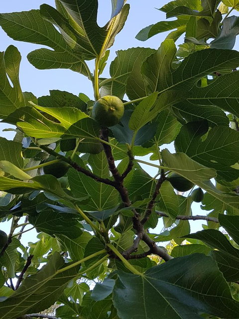 Healesville House - Fig Tree House - Perisher Accommodation 19