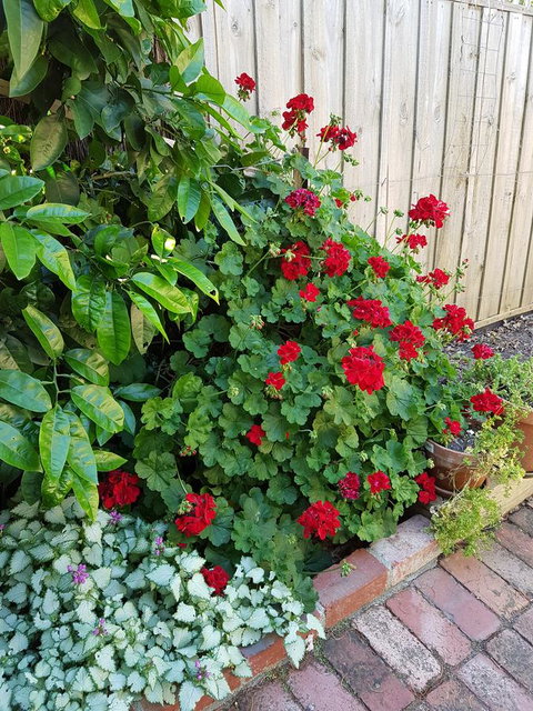 Healesville House - Fig Tree House - Perisher Accommodation 18