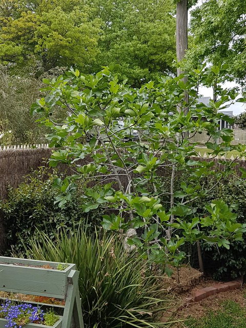 Healesville House - Fig Tree House - Perisher Accommodation 20