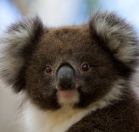 Bimbi Park - Camping Under Koalas - Perisher Accommodation