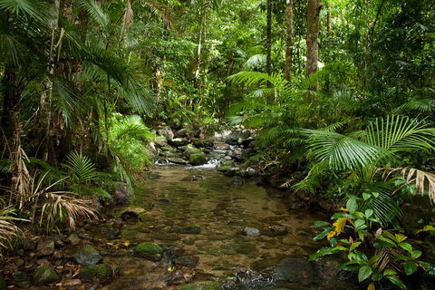 Cairns Reef And Rainforest Combo: Daintree Rainforest And The Great Barrier Reef - Perisher Accommodation 1