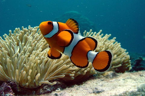 Cairns Reef And Rainforest Combo: Daintree Rainforest And The Great Barrier Reef - Perisher Accommodation 2