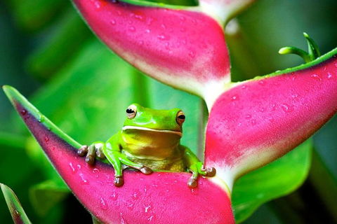 Cape Tribulation, Mossman Gorge, And Daintree Rainforest Premium Day Tour - Perisher Accommodation 0