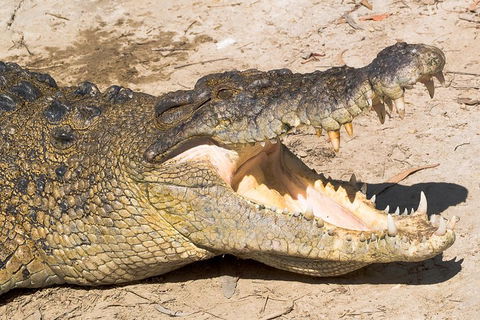 Cape Tribulation, Mossman Gorge, And Daintree Rainforest Premium Day Tour - Perisher Accommodation 1