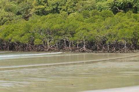 Cape Tribulation, Mossman Gorge, And Daintree Rainforest Premium Day Tour - Perisher Accommodation 4