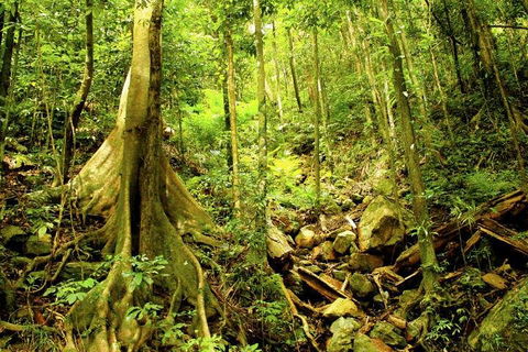 Barron Gorge And Kuranda National Park Half Day Rainforest And Waterfall 4WD Tour From Cairns - Perisher Accommodation 4