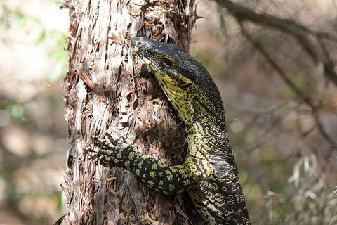 Byron Bay Hinterland Tour Including Rainforest Walk To Minyon Falls - Perisher Accommodation 1