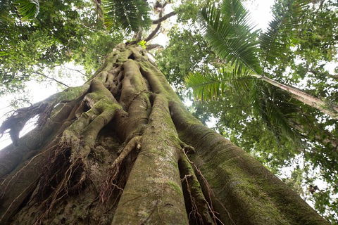 Byron Bay Hinterland Tour Including Rainforest Walk To Minyon Falls - Perisher Accommodation 2