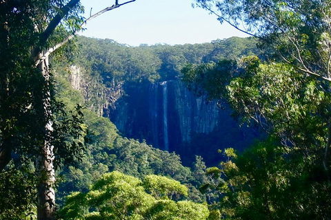 Byron Bay Hinterland Tour Including Rainforest Walk To Minyon Falls - Perisher Accommodation 4