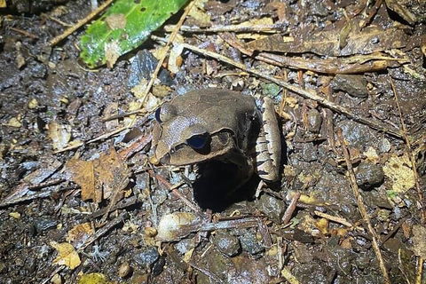 Evening Rainforest & Glow Worm Experience - Perisher Accommodation 1