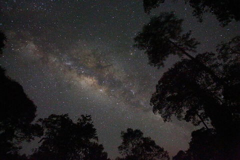 Evening Rainforest & Glow Worm Experience - Perisher Accommodation 4