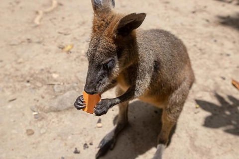 Chillagoe Caves And Outback Day Trip From Cairns - Perisher Accommodation 5