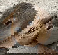 Kangaroo Island Scenic Trail Tour - Perisher Accommodation