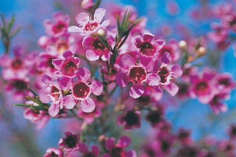 Best Of Perth Wildflower Season Day Trip - Perisher Accommodation 1