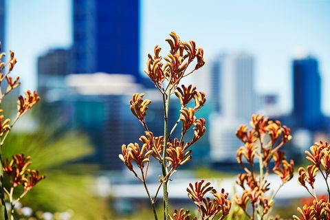 Best Of Perth Wildflower Season Day Trip - Perisher Accommodation 4