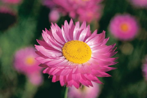 Best Of Perth Wildflower Season Day Trip - Perisher Accommodation 5