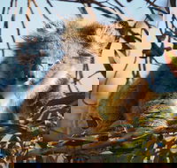 2-Hour Koala Walking Tour in Kangaroo Island - Perisher Accommodation