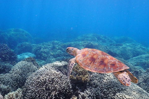 Calypso Outer Great Barrier Reef Cruise From Port Douglas - Perisher Accommodation 2